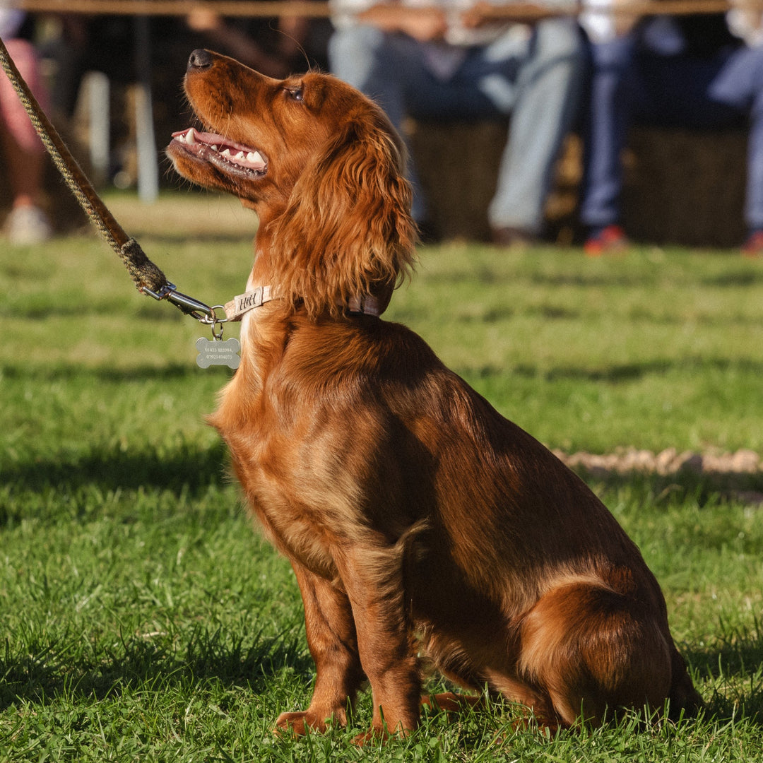 BIG Puppy Meet Up | Saturday Mornings | FREE EVENT