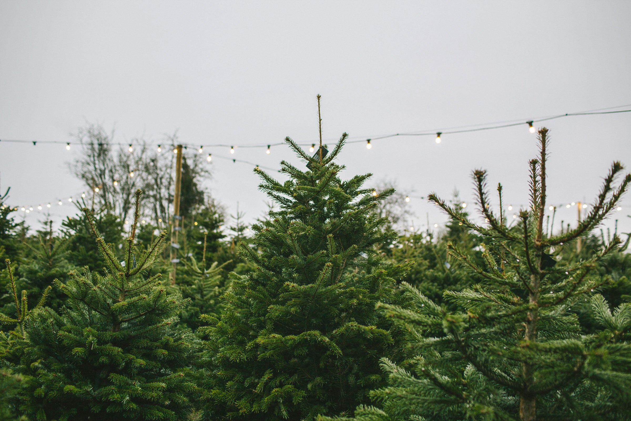 Jolly Nice Christmas Tree Forest