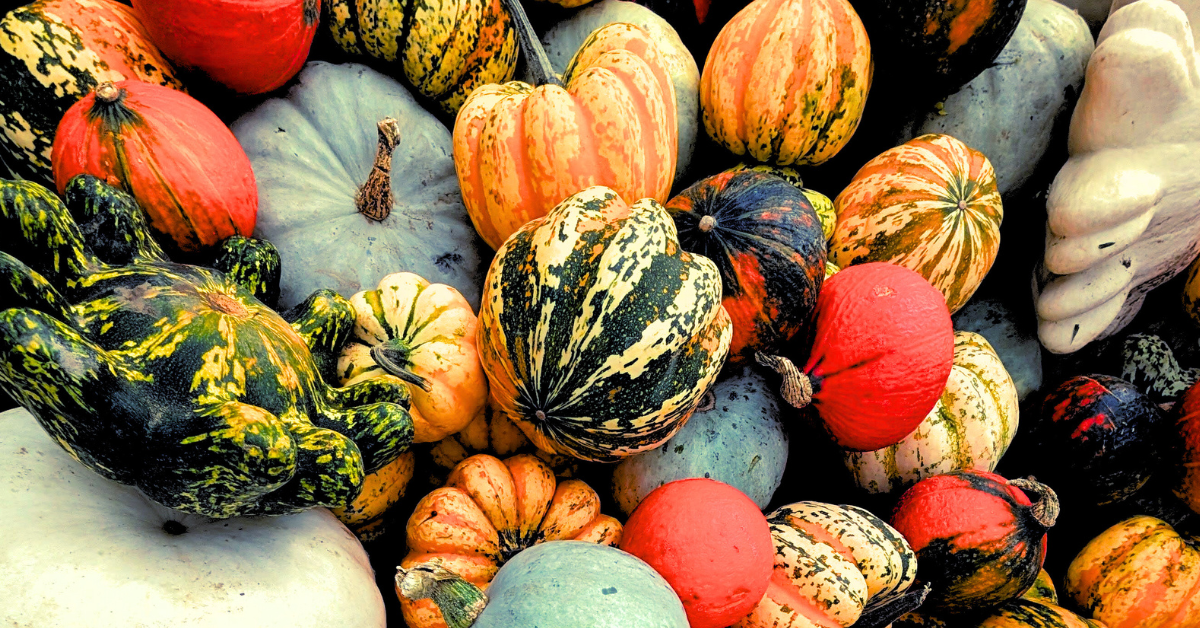 Jolly Nice Pumpkin Patch Pick Your Own Half Term