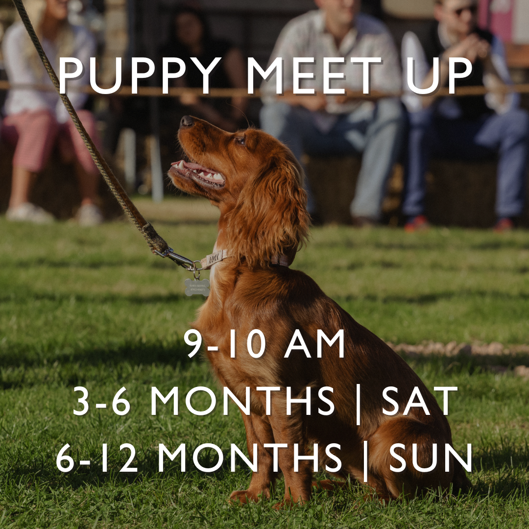 Puppy Meet Up In The Paddock