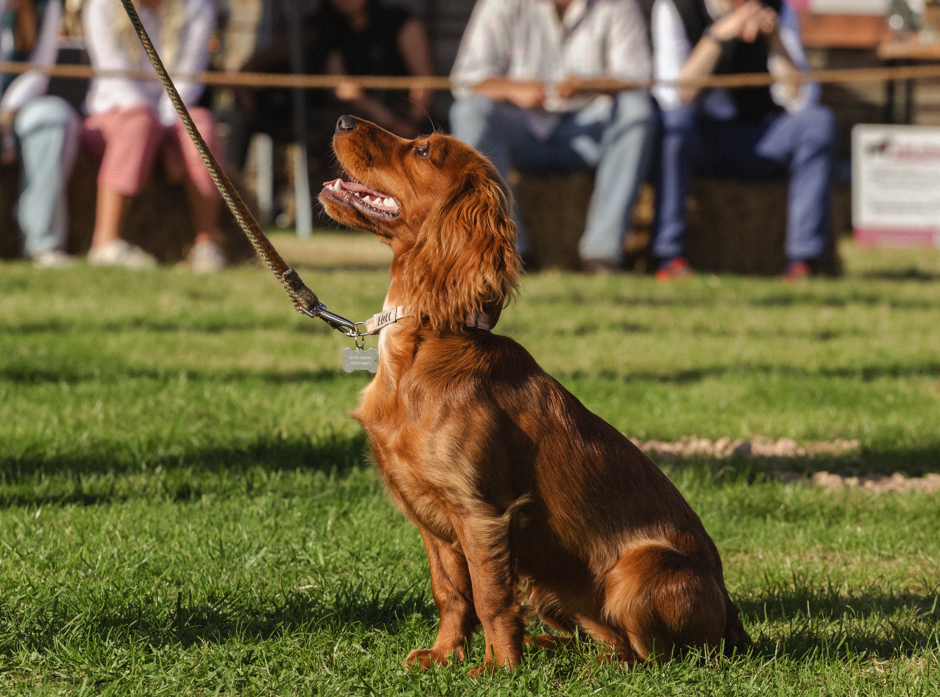 Visit Jolly Nice With Your Dog