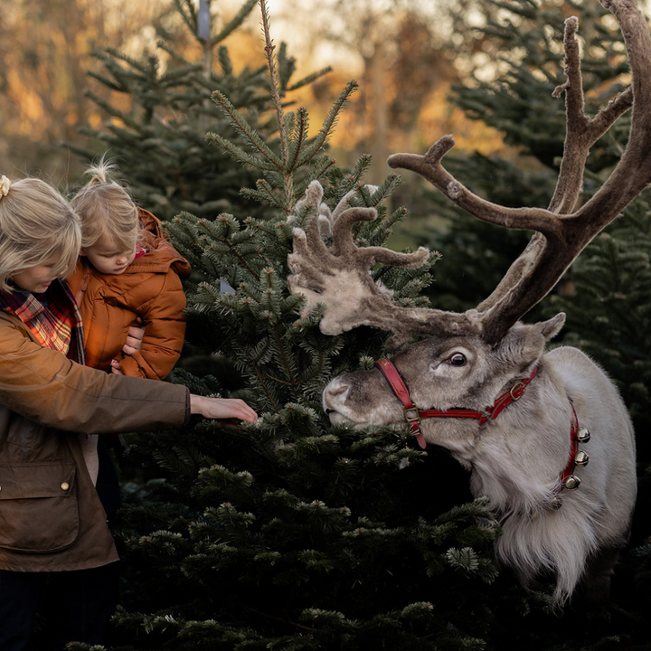 Meet & Feed Our Jolly Nice Reindeer 2025