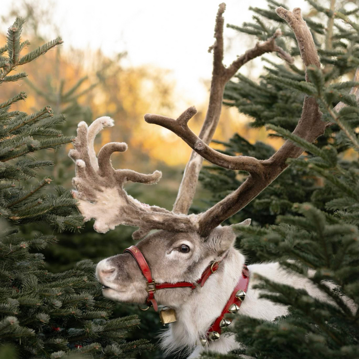 Stories with Father Christmas & Feed His Reindeer 2025