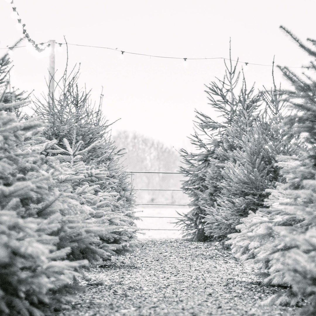 Christmas Tree Forest 2026