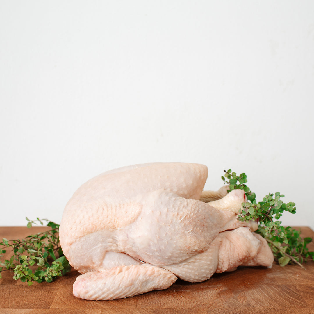 Cockerel