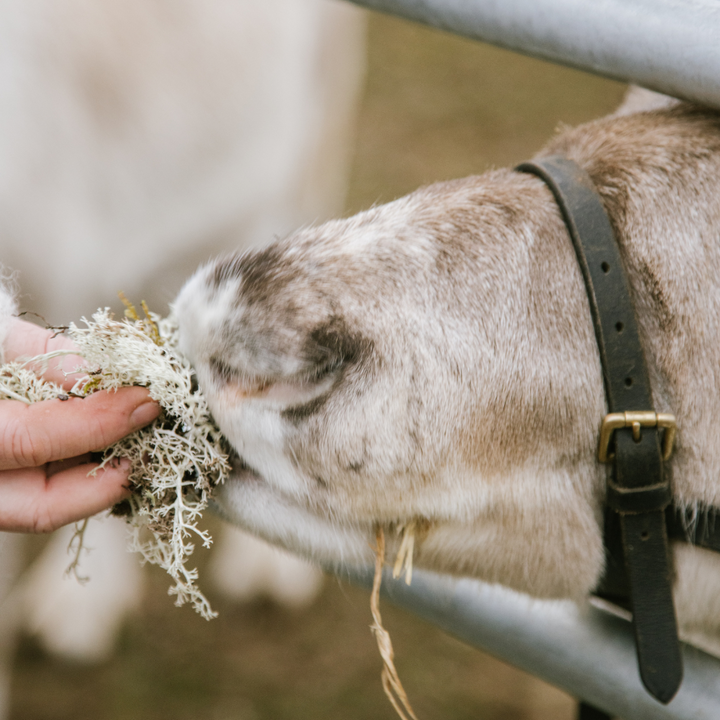 Feeding A Reindeer At Jolly Nice