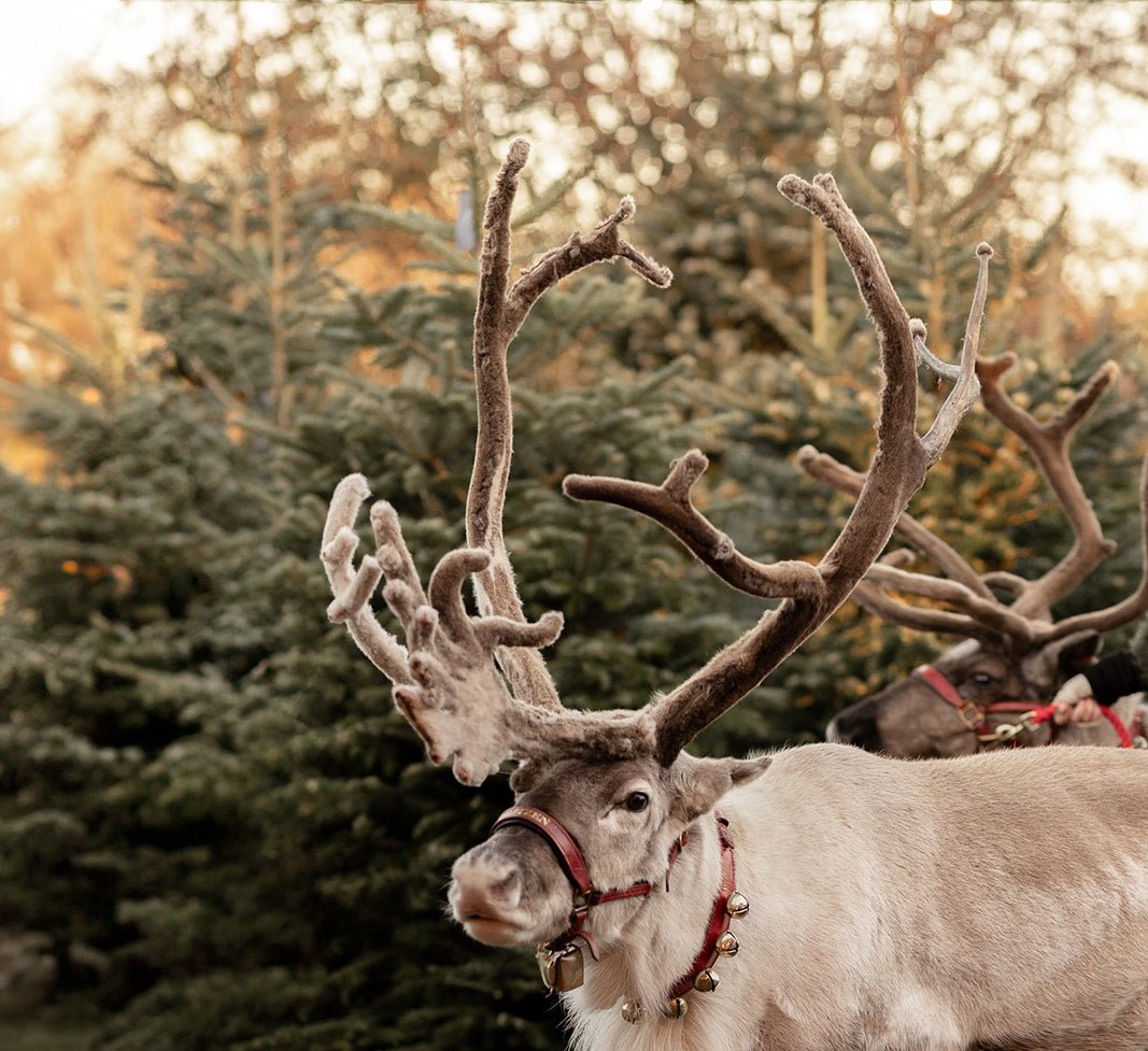 Meet Father Christmas & His Reindeer