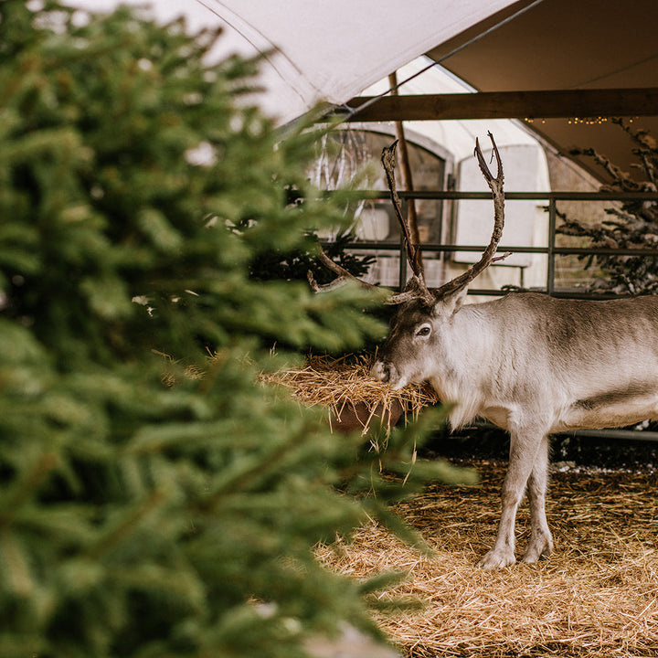 Meet & Feed Our Jolly Nice Reindeer 2025