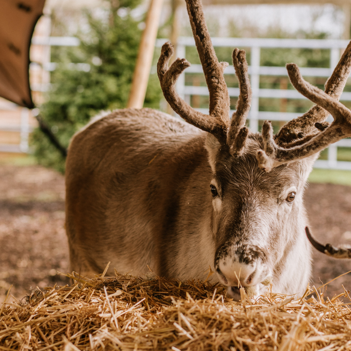 Meet & Feed Our Jolly Nice Reindeer 2025