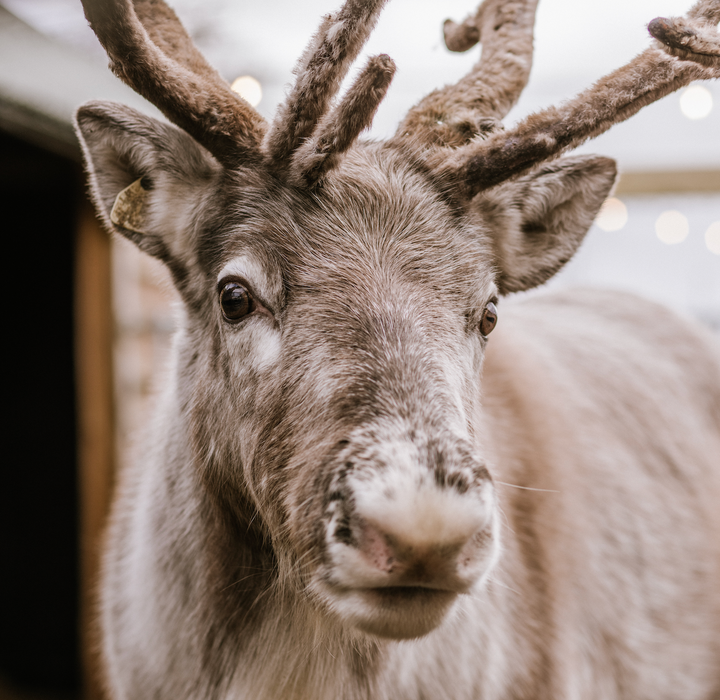Meet & Feed Our Jolly Nice Reindeer 2025