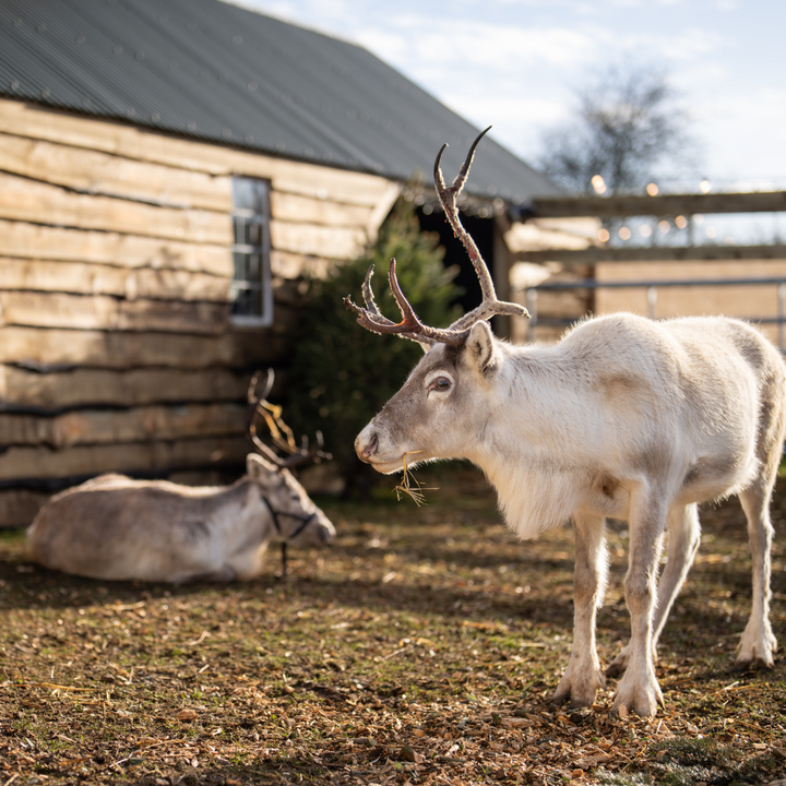 Reindeer At Jolly Nice