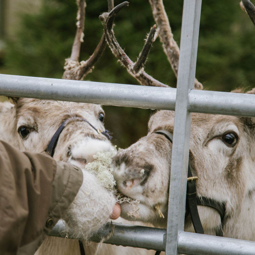 Reindeer Feeding At Jolly Nice