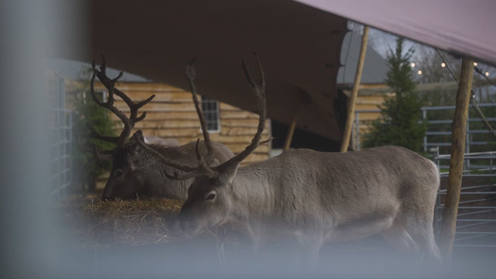 Meet & Feed Our Jolly Nice Reindeer 2025