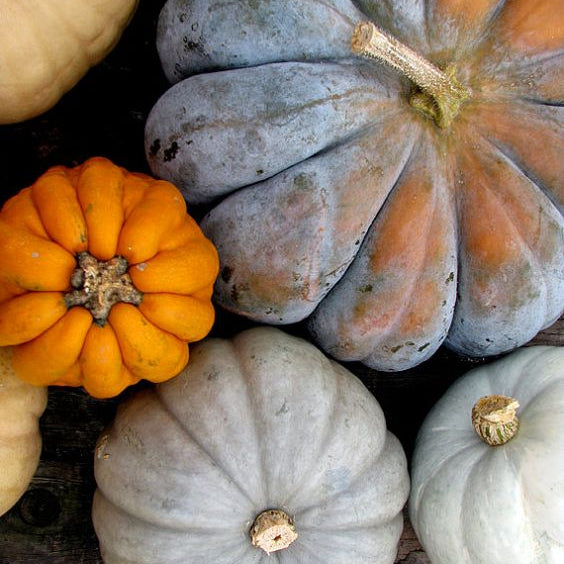 Jolly Nice Pumpkin Patch 2026